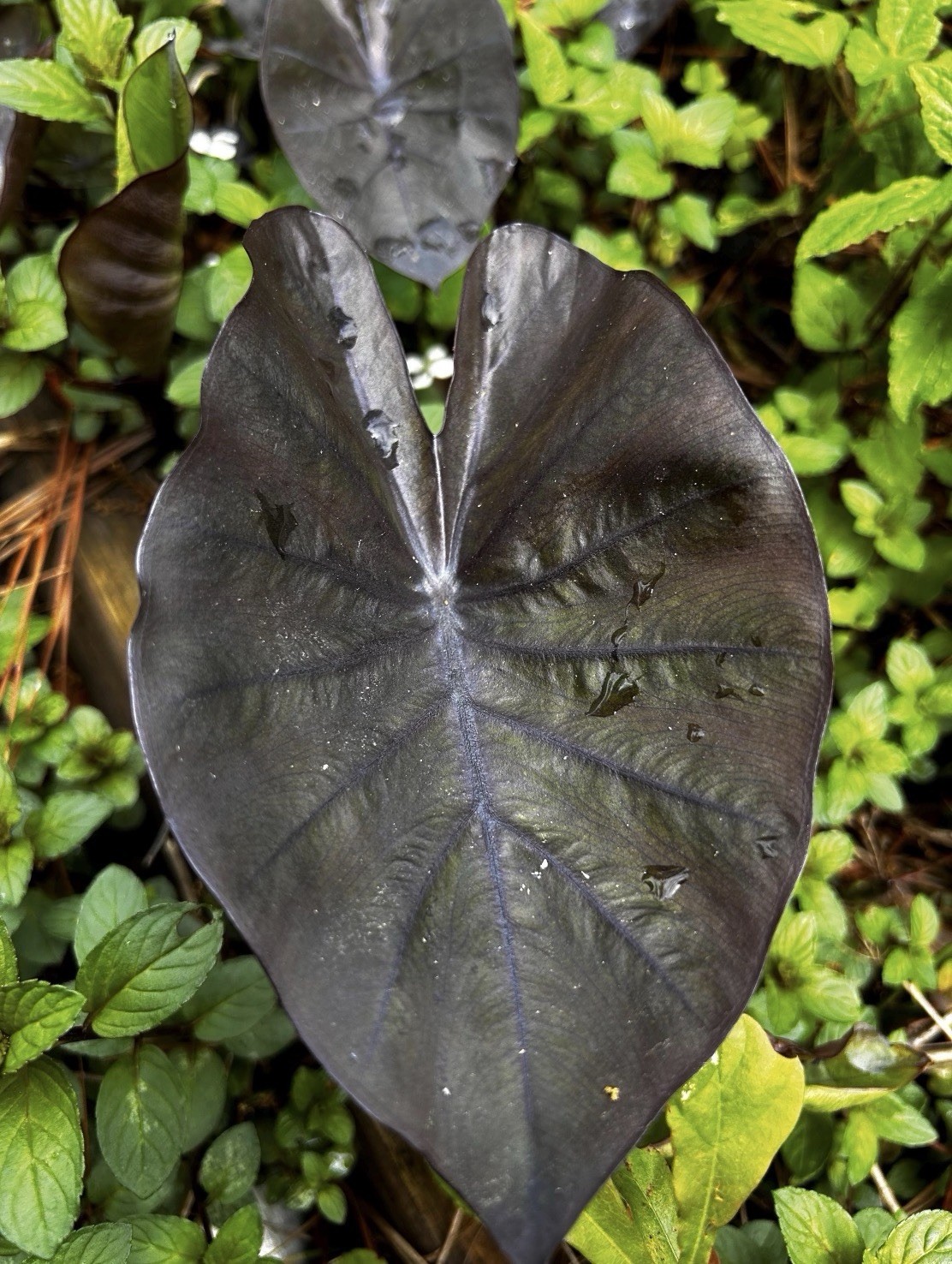 Black Magic – Colocasia esculenta- Elephant Ear – SMALL ROOTED STARTER Plant
