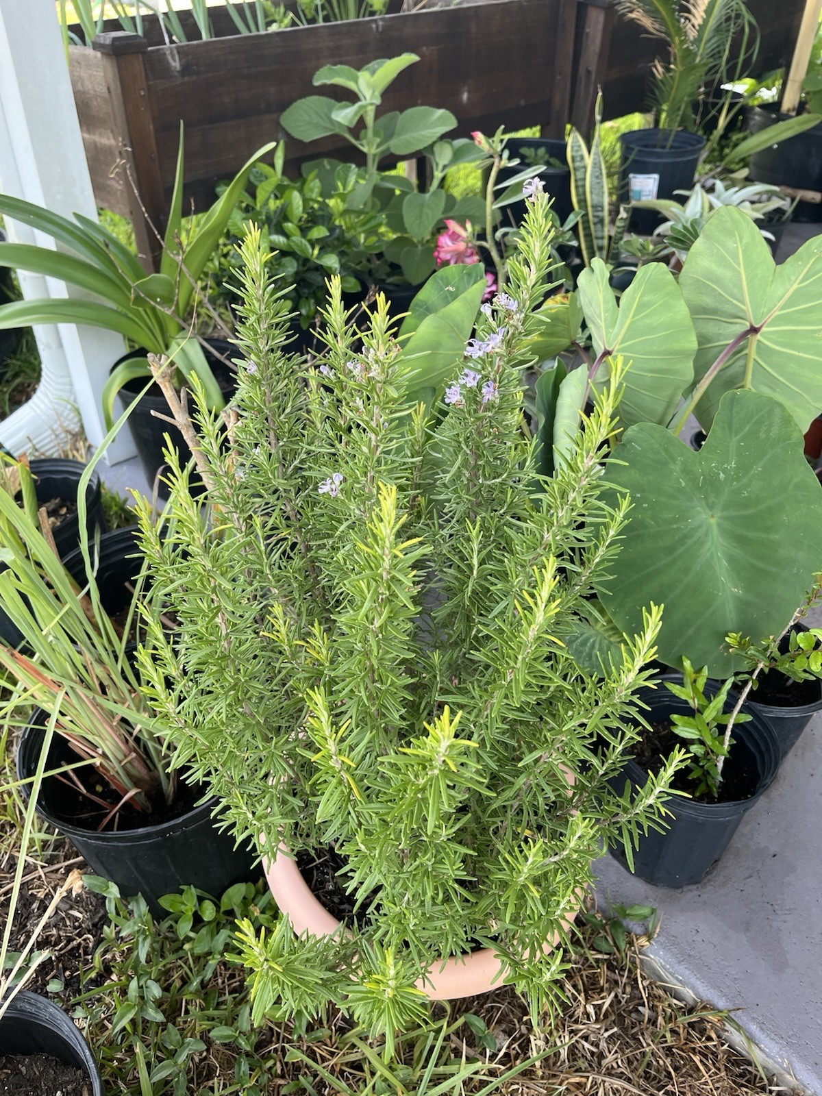 2 Rosemary Cuttings, Live Plants, 5-8” Rooted BARE ROOT