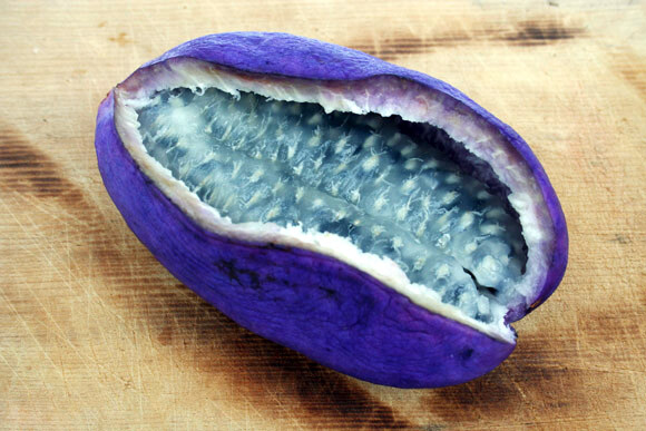 100 – 1,000 CHOCOLATE VINE SEEDS “3-LEAF” (A. trifoliata) Fruit Flower Climber