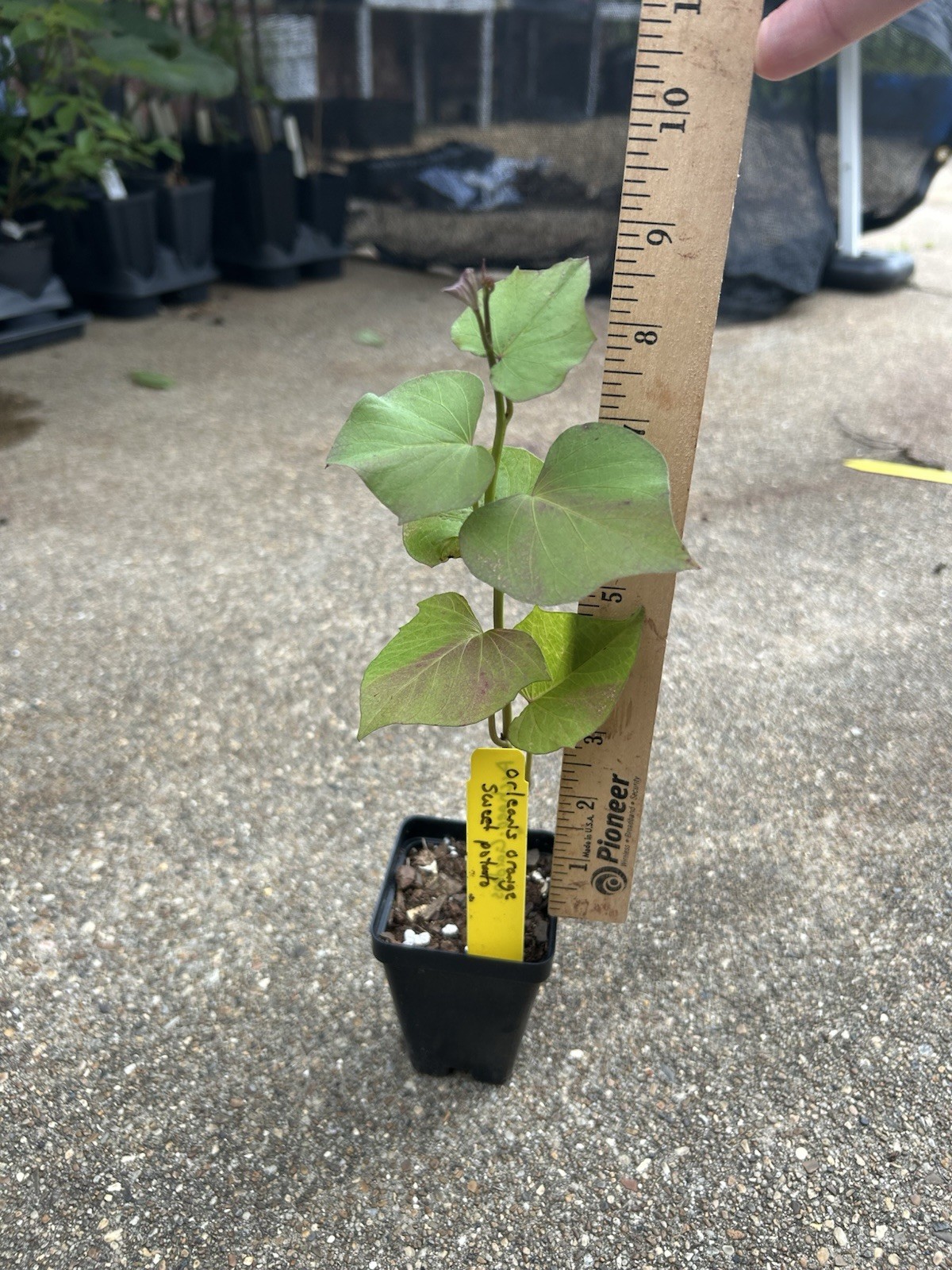 Potted Sweet Potato Plant – Orleans Orange- Vining Type- Non GMO & Chemical Free