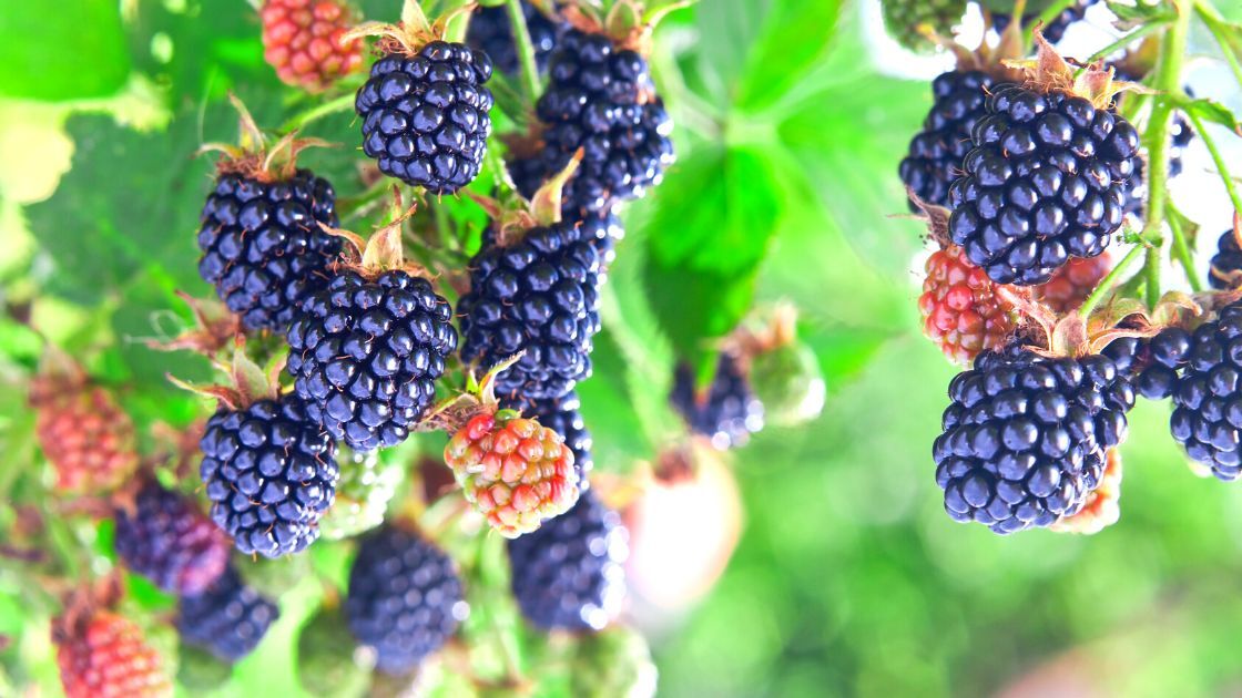 125 Blackberry Seeds, USA Seller Free Shipping Fruit Seeds Fragrant