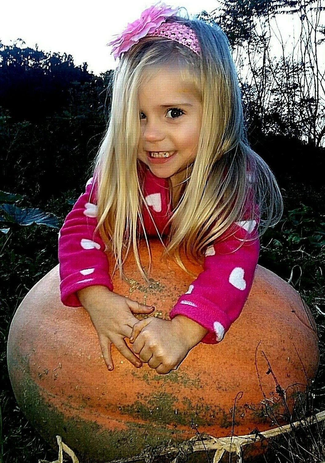 Dark Orange & Dark Green Dill’s Atlantic Giant Pumpkin Seeds! HUGE Pumpkins