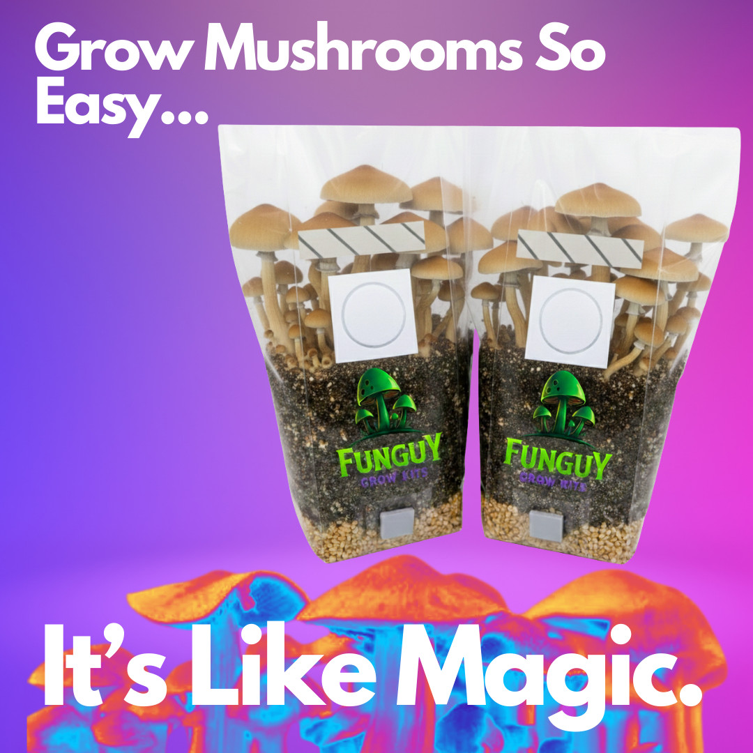 2 All-in-One Mushroom Growing Bags – Kit Dung Loving Grow Substrate & Rye Grain