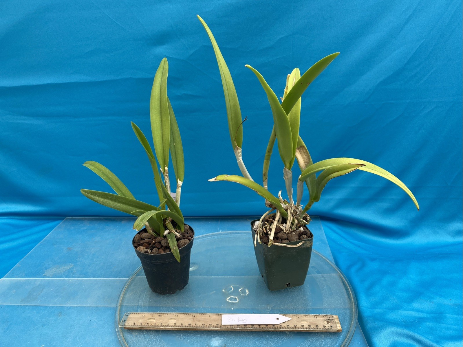 Brassocattleya Kay Purple White Fragrant Orchid Hybrid New Division 4” Pot