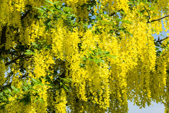 Golden Chain Tree {Laburnum alpinum} 20 seeds Free Shipping! US seller US seed