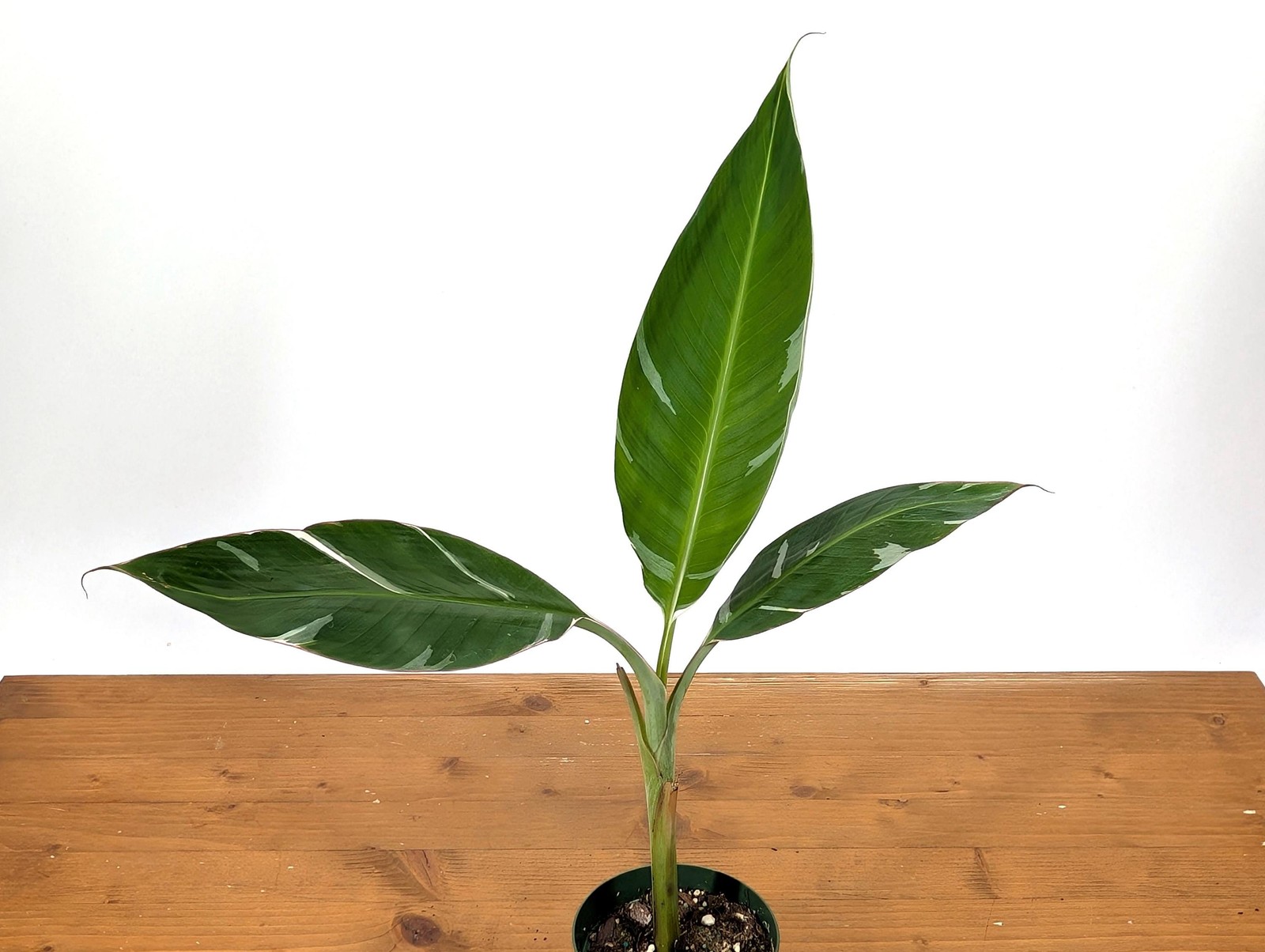 Variegated Musa Florida Banana Tree – Rare Exotic Tropical Indoor Houseplant
