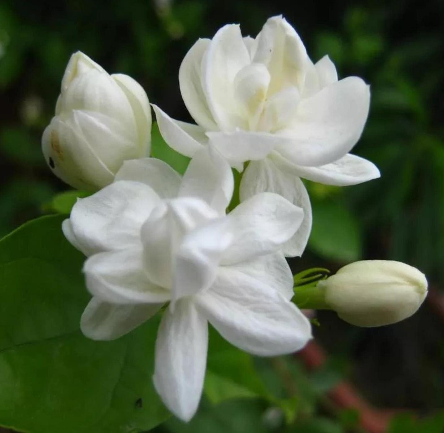 200+Climbing Jasmine Flower Seeds Fragrant Plant for Planting Garden Home Four