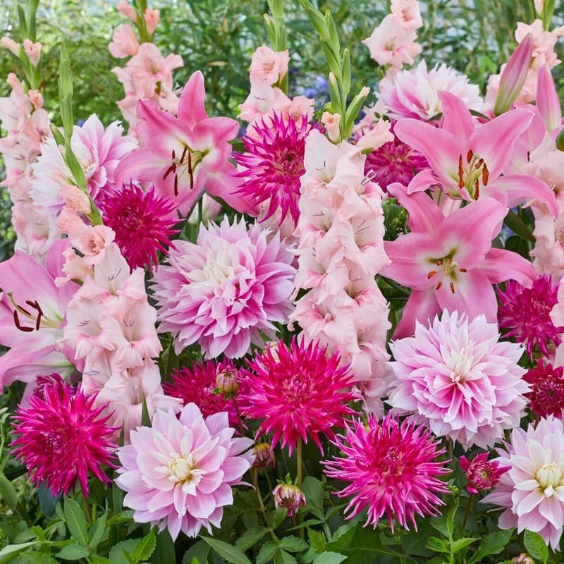 All-in-One Flower Bulb Garden Kit – Cotton Candy Punch Mix