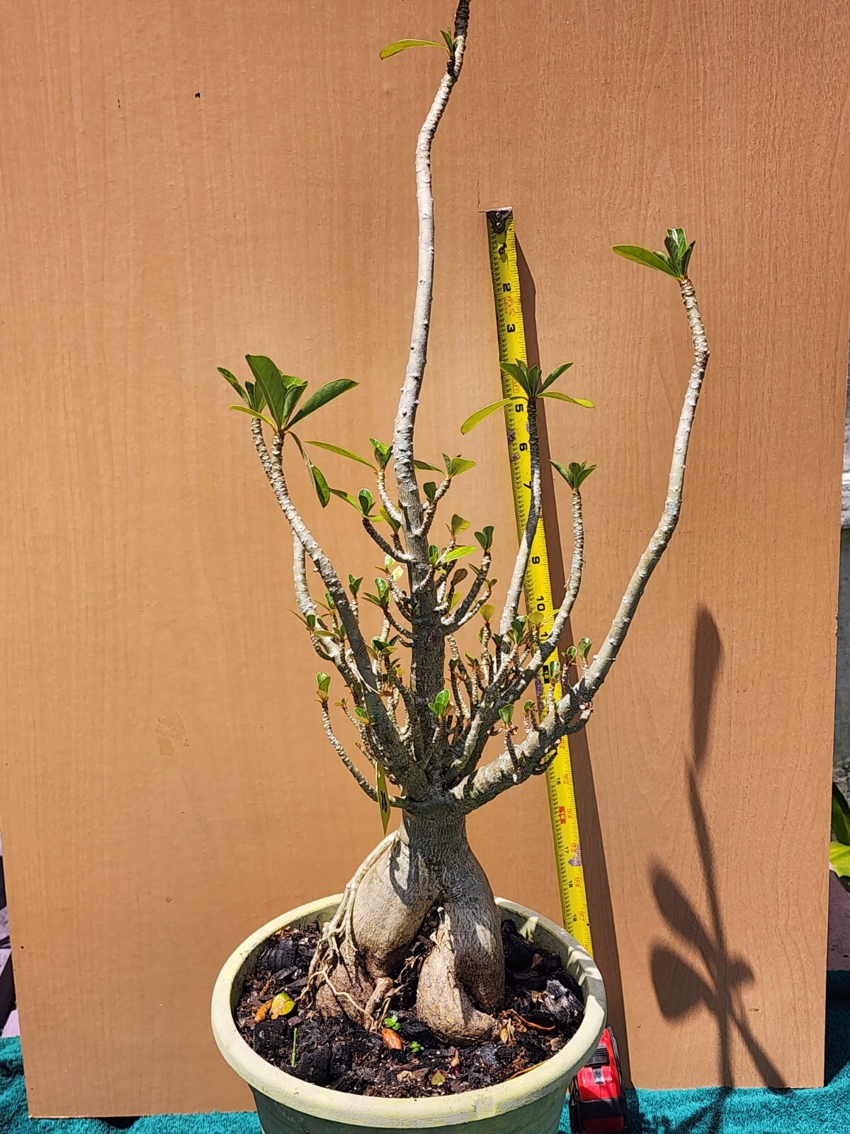 #82 Adenium obesum Desert Rose . RARE CORAL Plant perfect for bonsai # !!!!