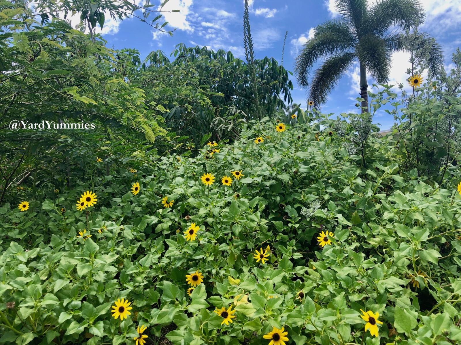 West Coast Dune Sunflower Cuttings Unrooted Cuttings Yellow Beach Sunflower FL
