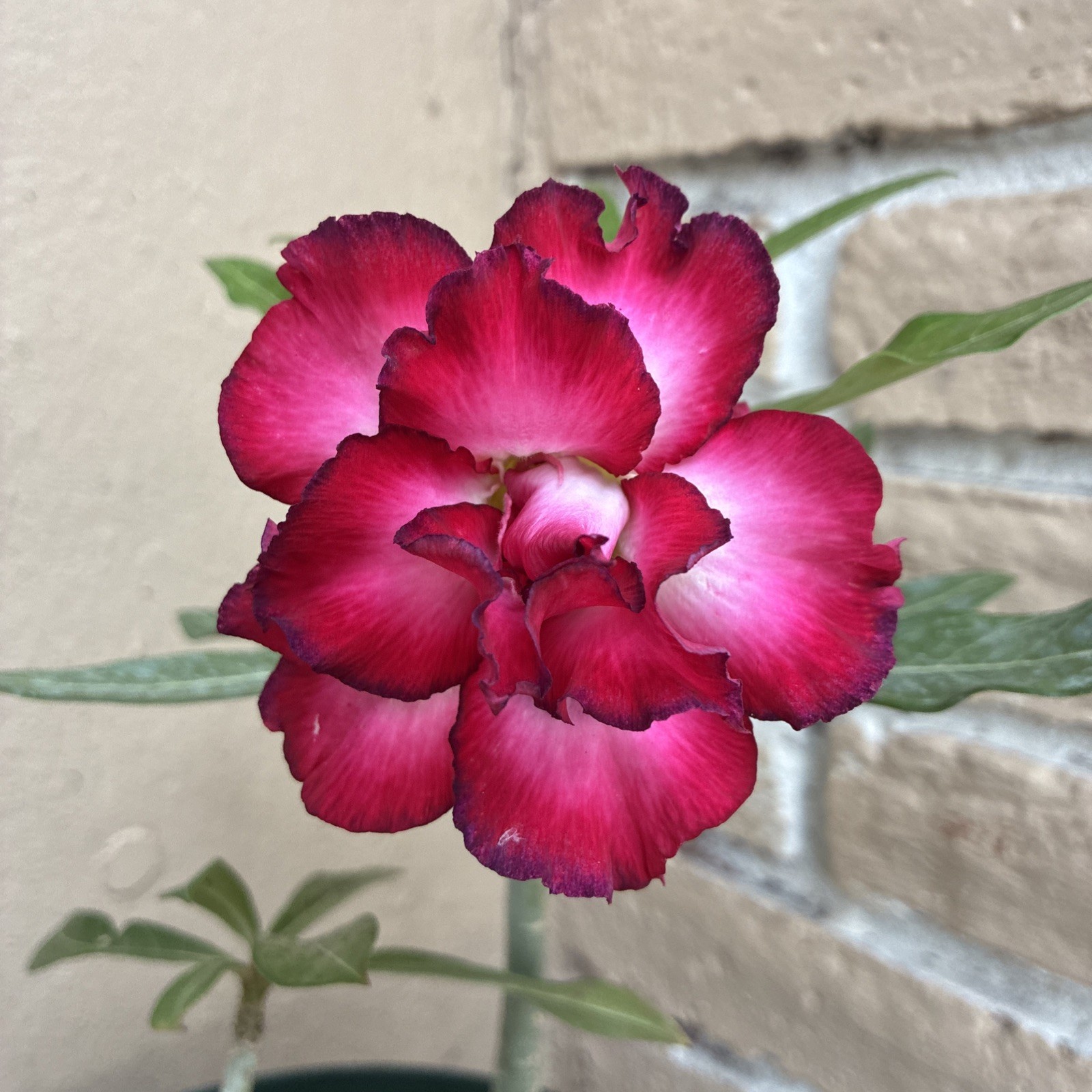 Beautiful Easy-Growing Favorite Desert Rose Double Petal Black Edge Pink Flowers