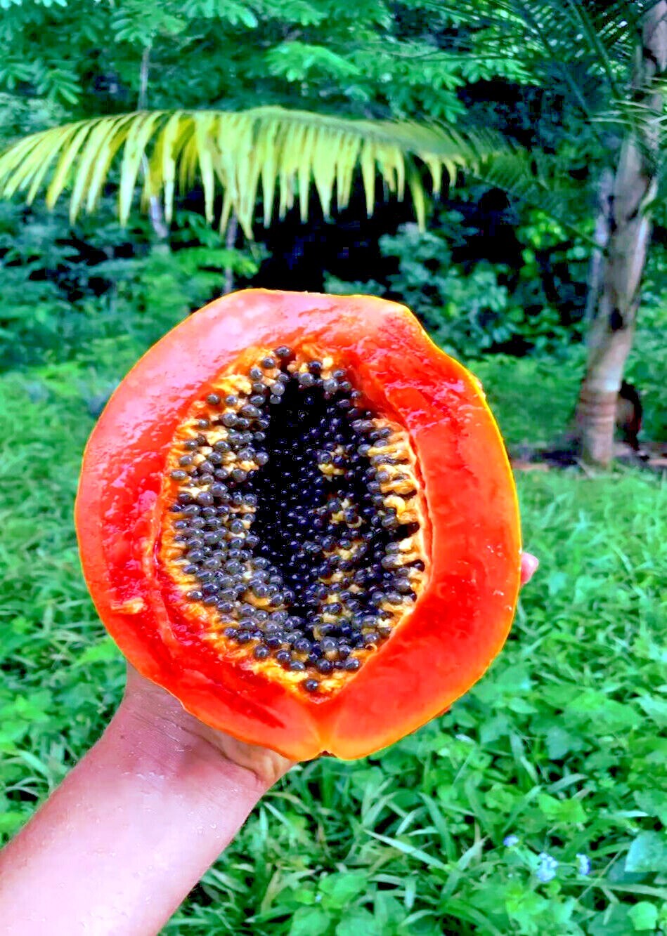 20 “Caribbean Red” Carica Papaya Fruit Tree Seeds “LARGE MELONS” Indoor Plant