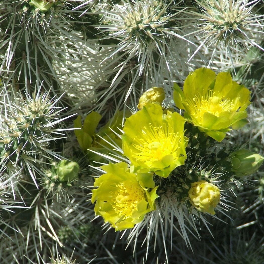 Whipple’s Cholla Cactus (Cylindropuntia whipplei) COLD HARDY