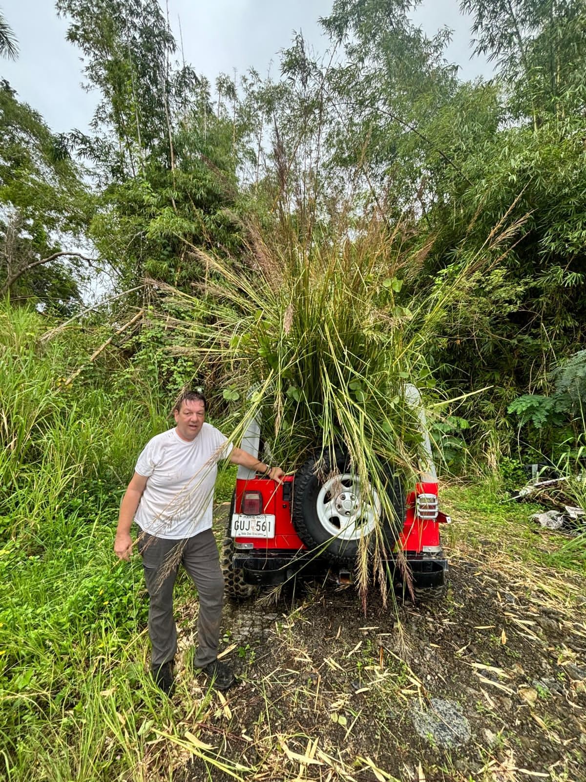 Vetiver live plant for EROSION CONTROL & Ornamental use