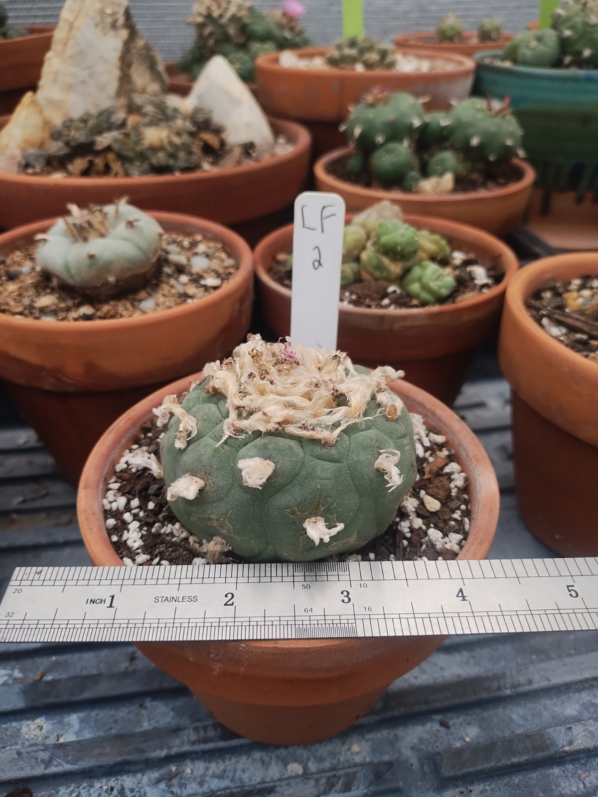 Rare Seed Grown Cactus 2.75 Inch Diameter, Plant #2