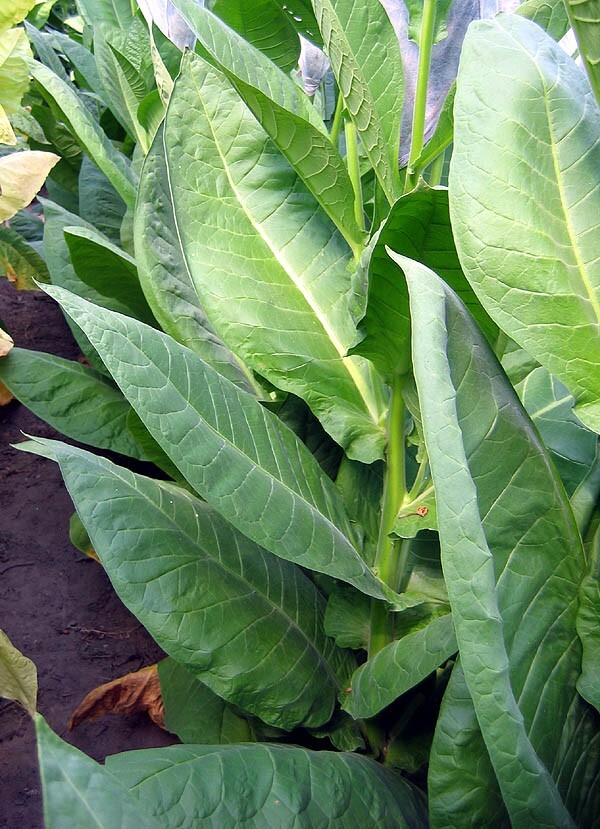 1000 NB 11 Tobacco Seeds ~ Burley Type Heirloom Non-GMO Nicotiana Tabacum