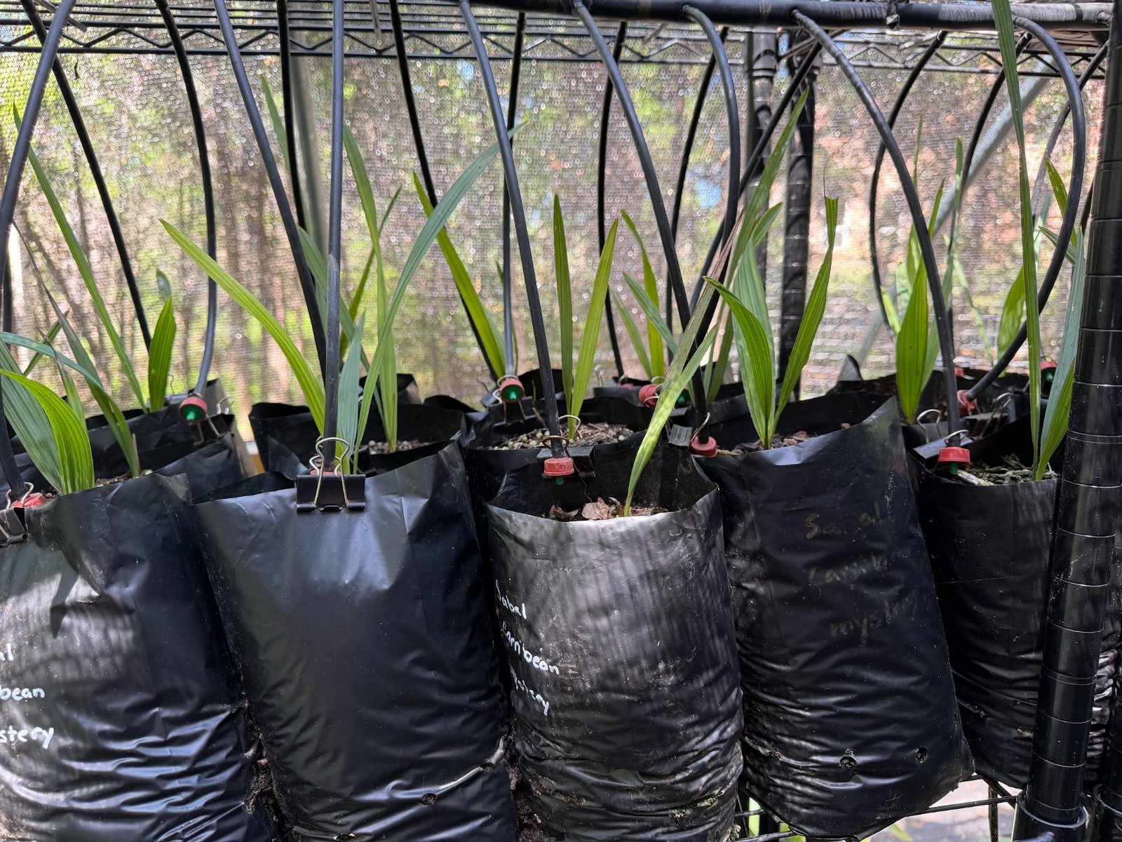 Sabal “carribean mystery” seedlings HUGE parent (rare and hardy!)