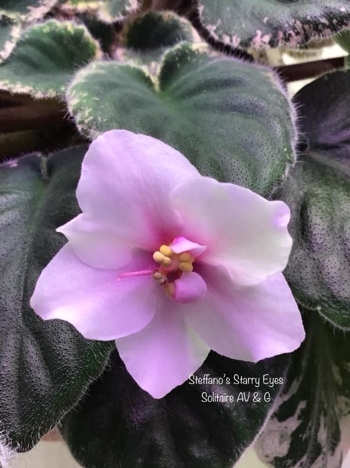 African Violet Plant Steffanos Starry Eyes Large Standard Big Starter