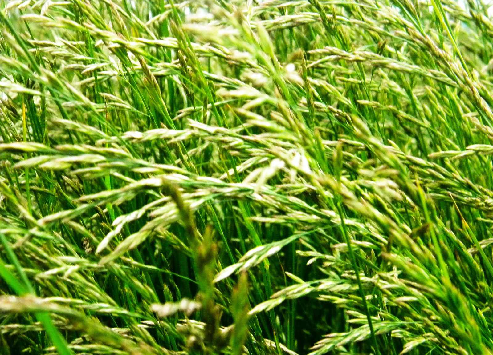 Xtreme Green Turf Type Tall Fescue Seeds – For 2026 Planting Cool Season