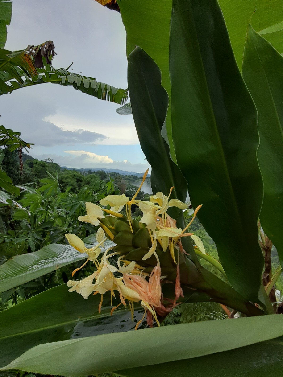 2x Yellow butterfly ginger rhizomes with stalk. Very fragrant with many flowers.