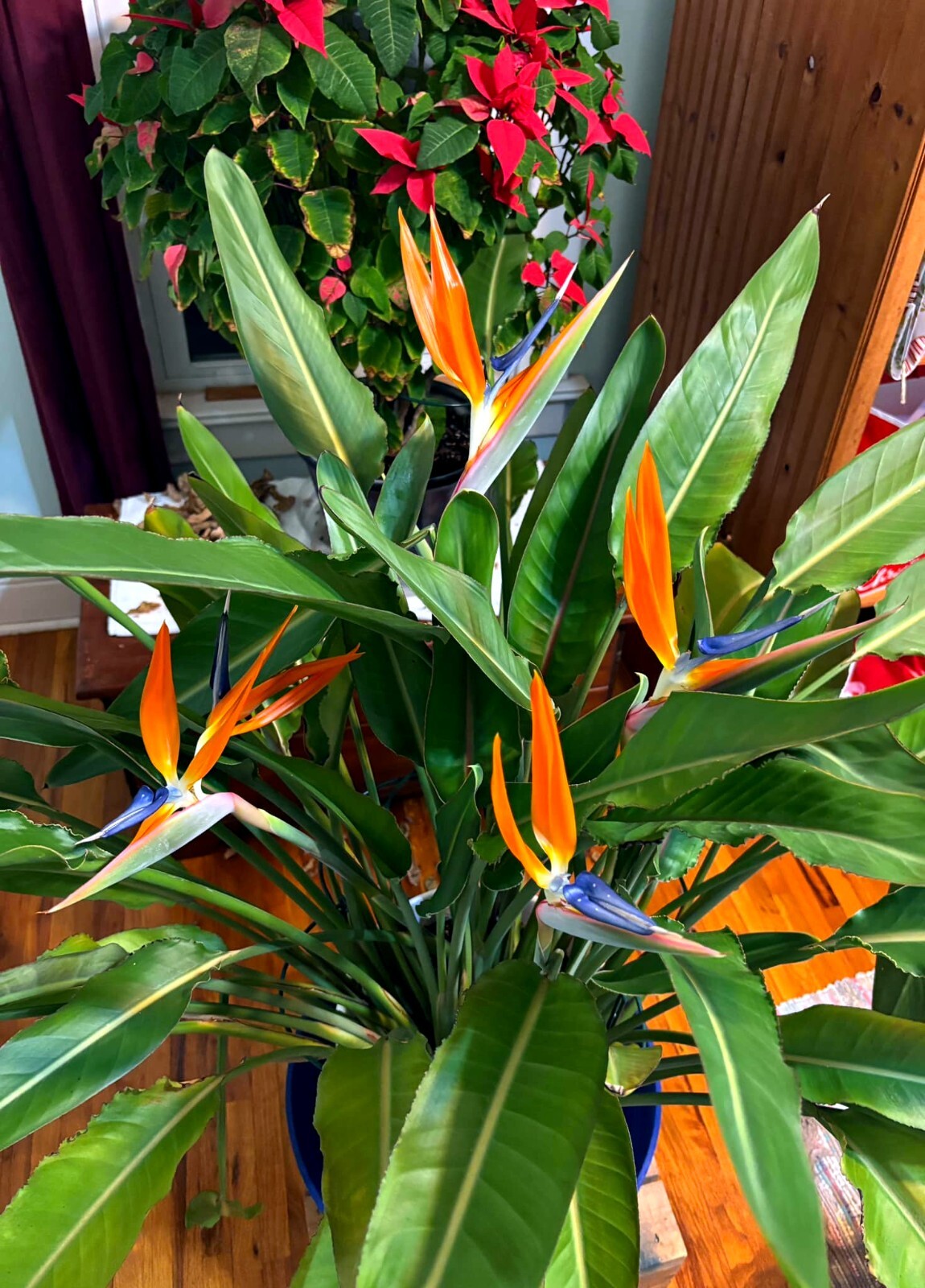 ORANGE BIRD of PARADISE SEEDS (Strelitzia reginae) Tropical Crane Flower Plant