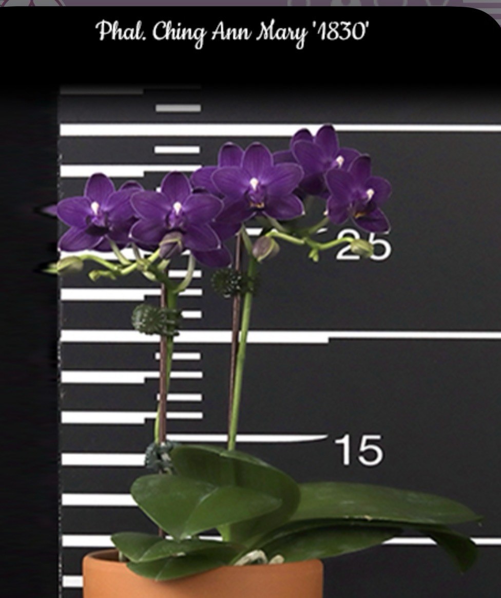 Phal. Ching Ann Mary ‘1830’, Blooming Size, FREE Shipping