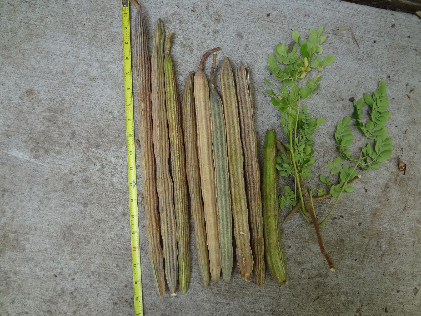 MORINGA Oleifera STX-1 MOST HARDY & PRODUCTIVE Variety Organically Grown SEEDS