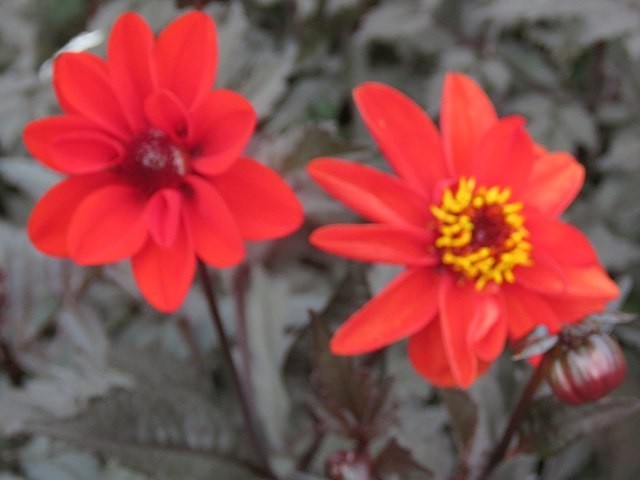 red dahlia with black leaves 75 seeds easy to grow from seeds