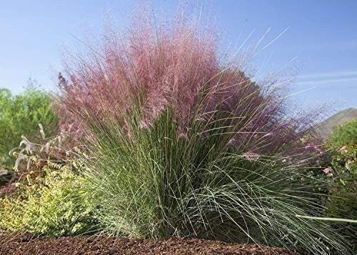 Muhly Grass | 2 Inch | Live Plants | Muhlenbergia | Ornamental Grass
