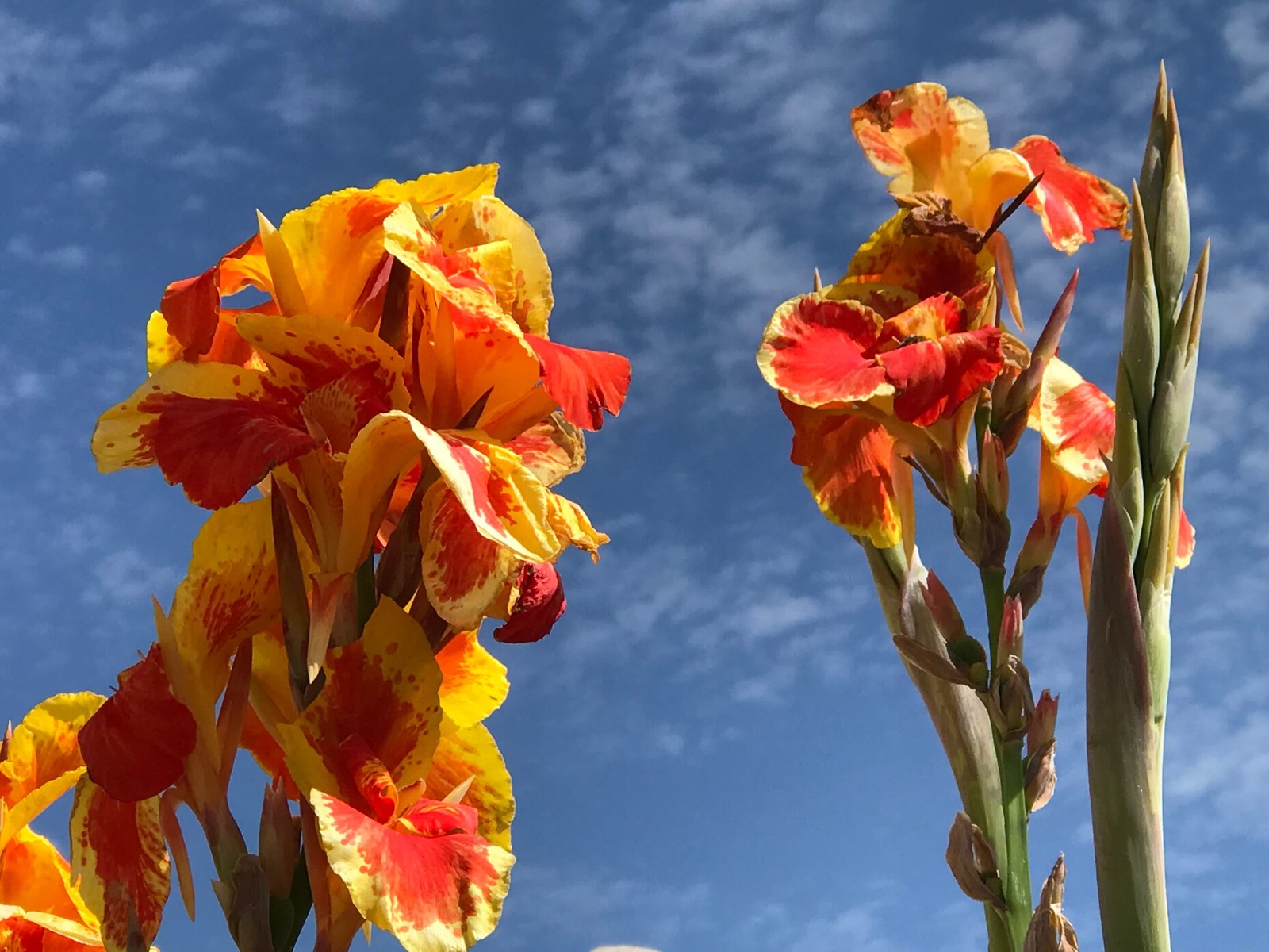 Thai Sunray Canna Lily Rhizomes – Reddish-Orange & Yellow Blooms – 1-Rhizome