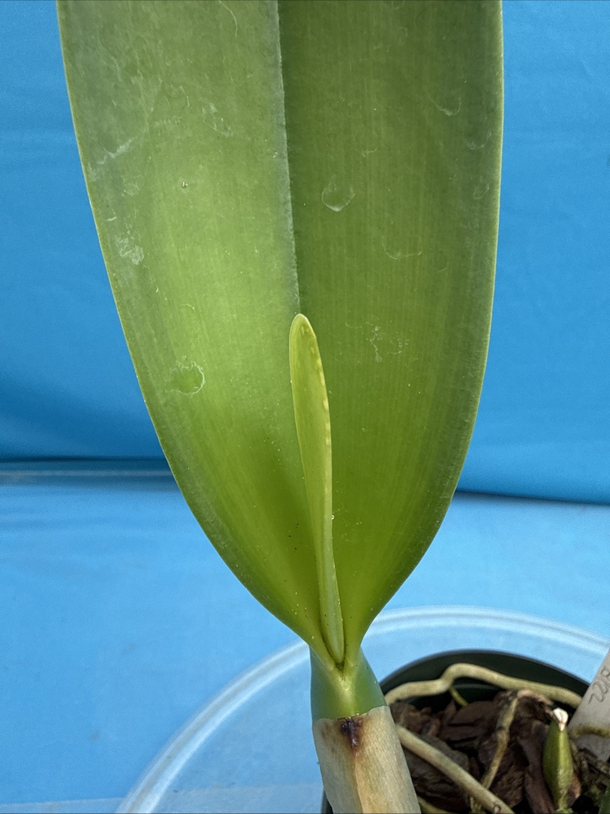Rlc Donna Kimura ‘Paradise Tami’ X Helen Brown ‘Sweet Afton’ Orchid Eros 5″ Pot