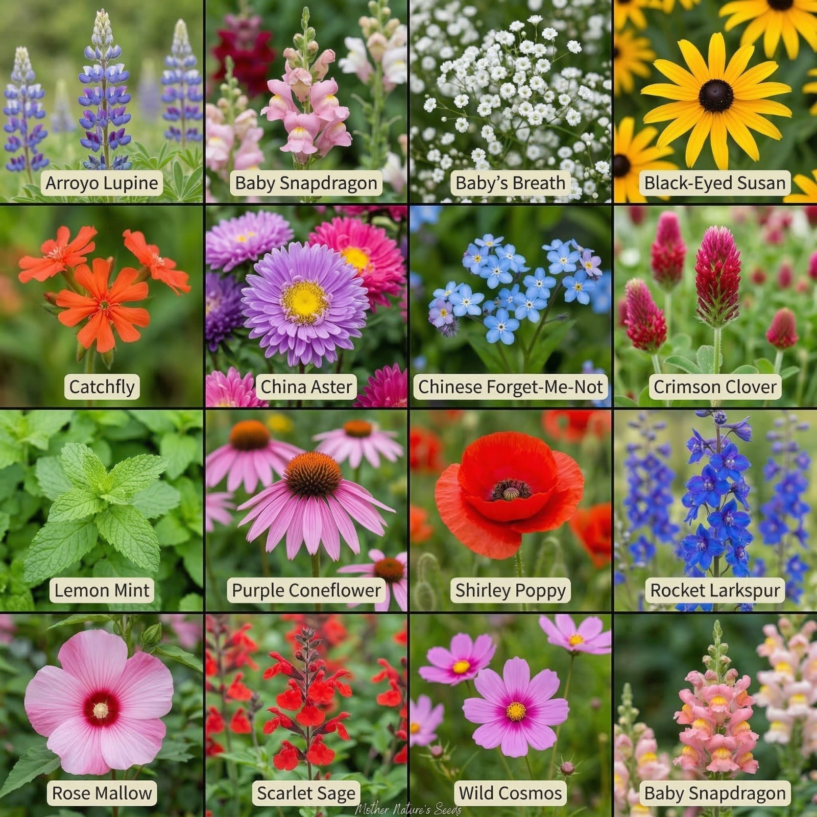Wildflower Mix BUTTERFLY & HUMMINGBIRD Heirloom Flowers USA Non-GMO 1000+ Seeds!