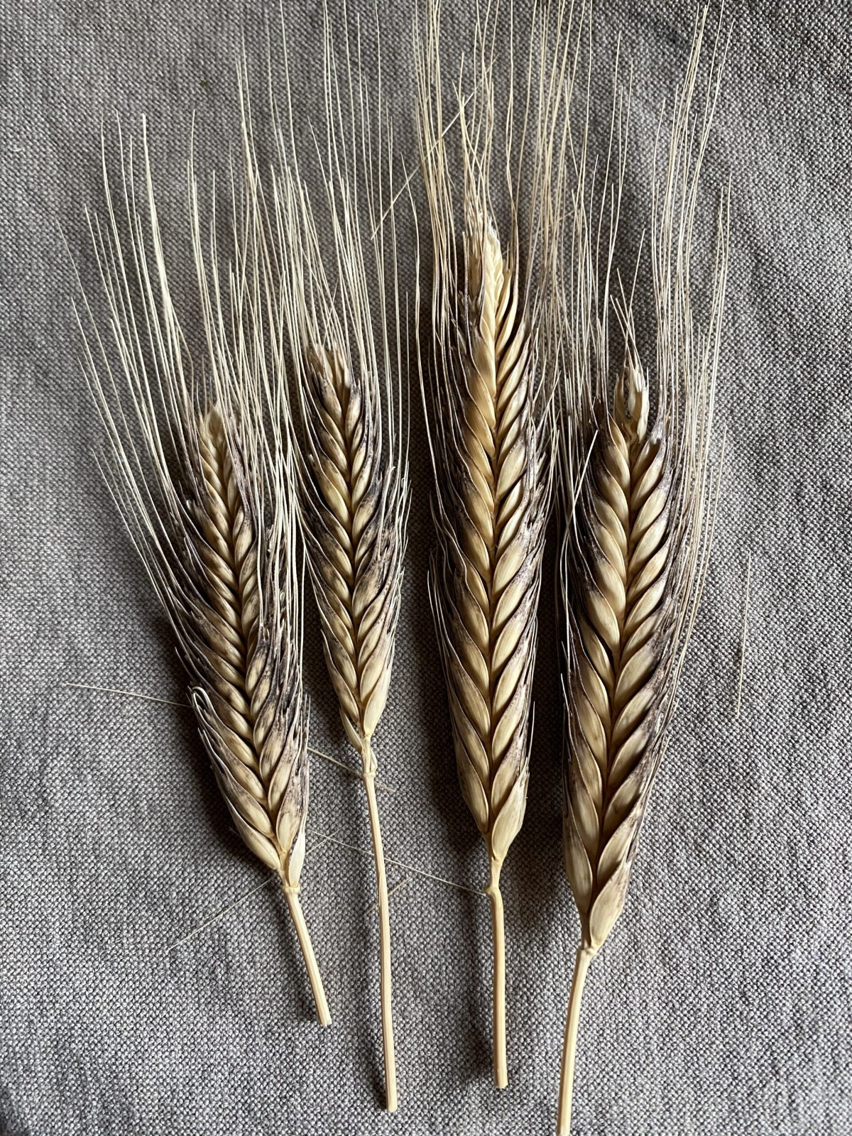 Einkorn Wheat Seeds (300) / Organic / DELICIOUS / Rare / Easy