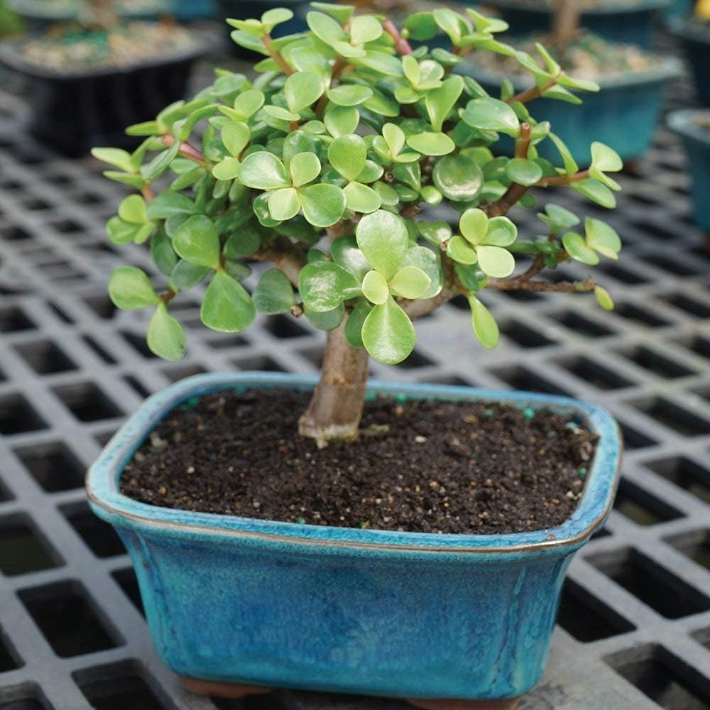 Live Dwarf Jade Bonsai in Ceramic Pot – 3$
