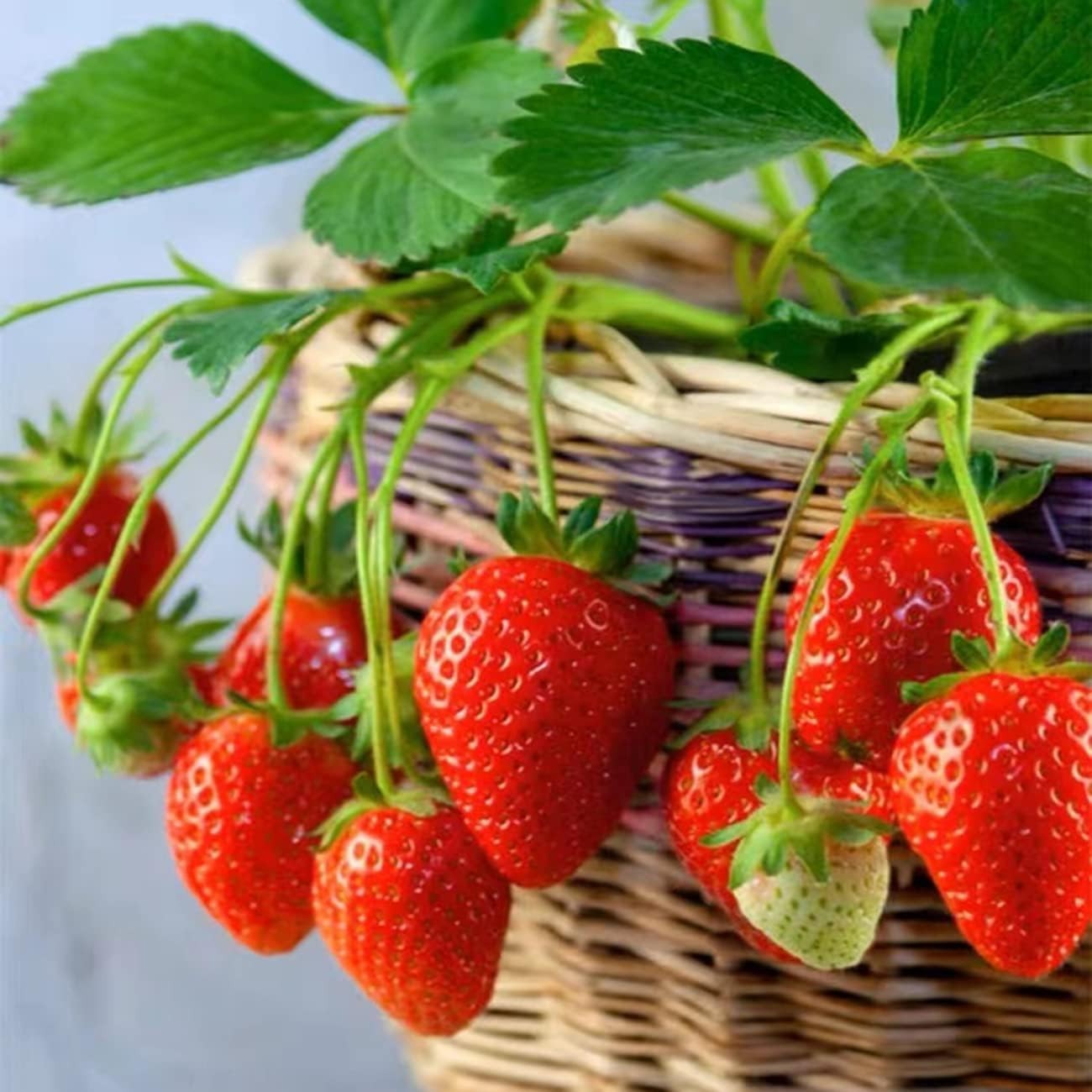 Sweet Heirloom Strawberry Seeds for -Round Fresh Berries Non-GMO Garden Crop