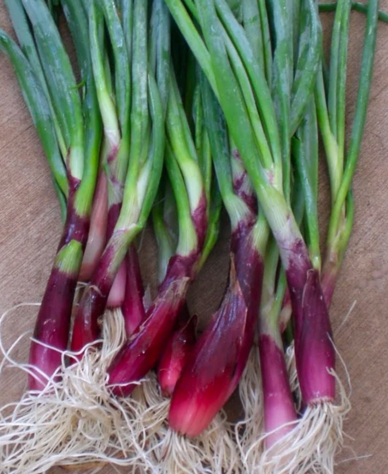 Scarlet Bandit Bunching Onion: 250 Seeds