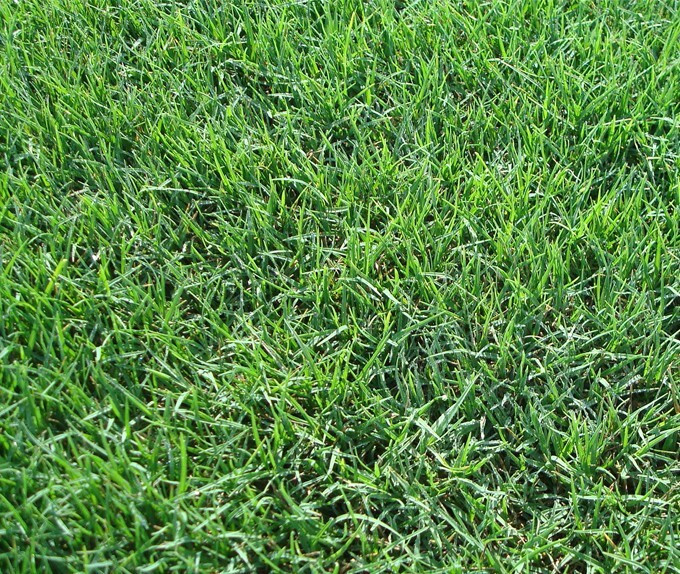 Pennington Seed 100523123 Bermuda Bermudagrass Grass Seed 15 Lb – Quantity 2
