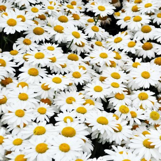 Alaska Shasta Daisy Seeds | Non-GMO | Heirloom | 2nd Year Maturity Perennial