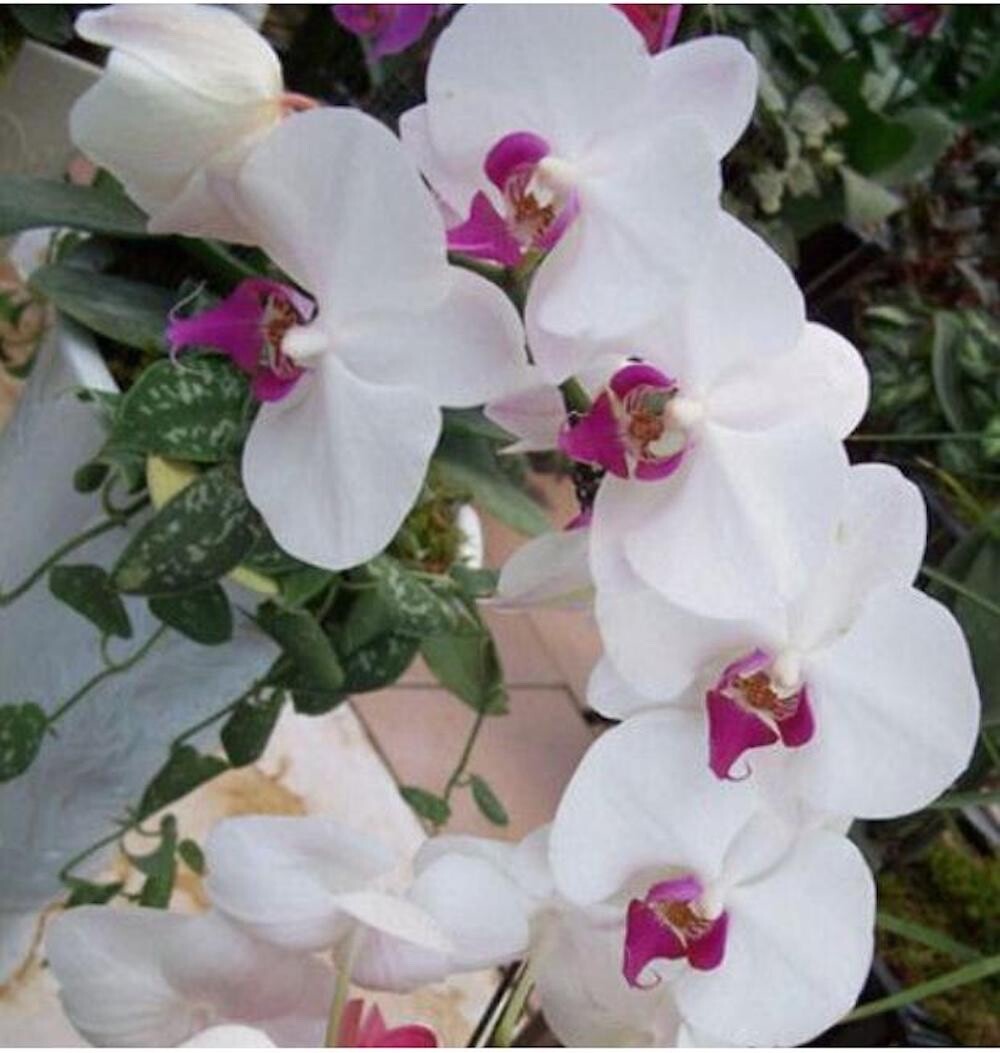 20 SEEDS for White/pink ORCHID rare flower garden exotic house plant USA Seller