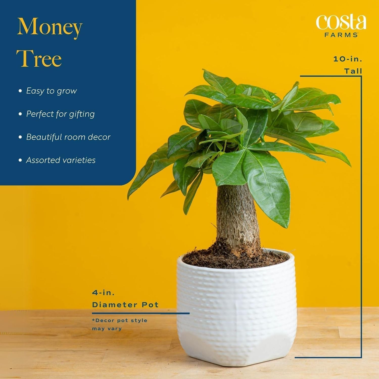 Money Tree Live Indoor Plant, 10 Inches Tall, Pachira Aquatica Bonsai-Style Real