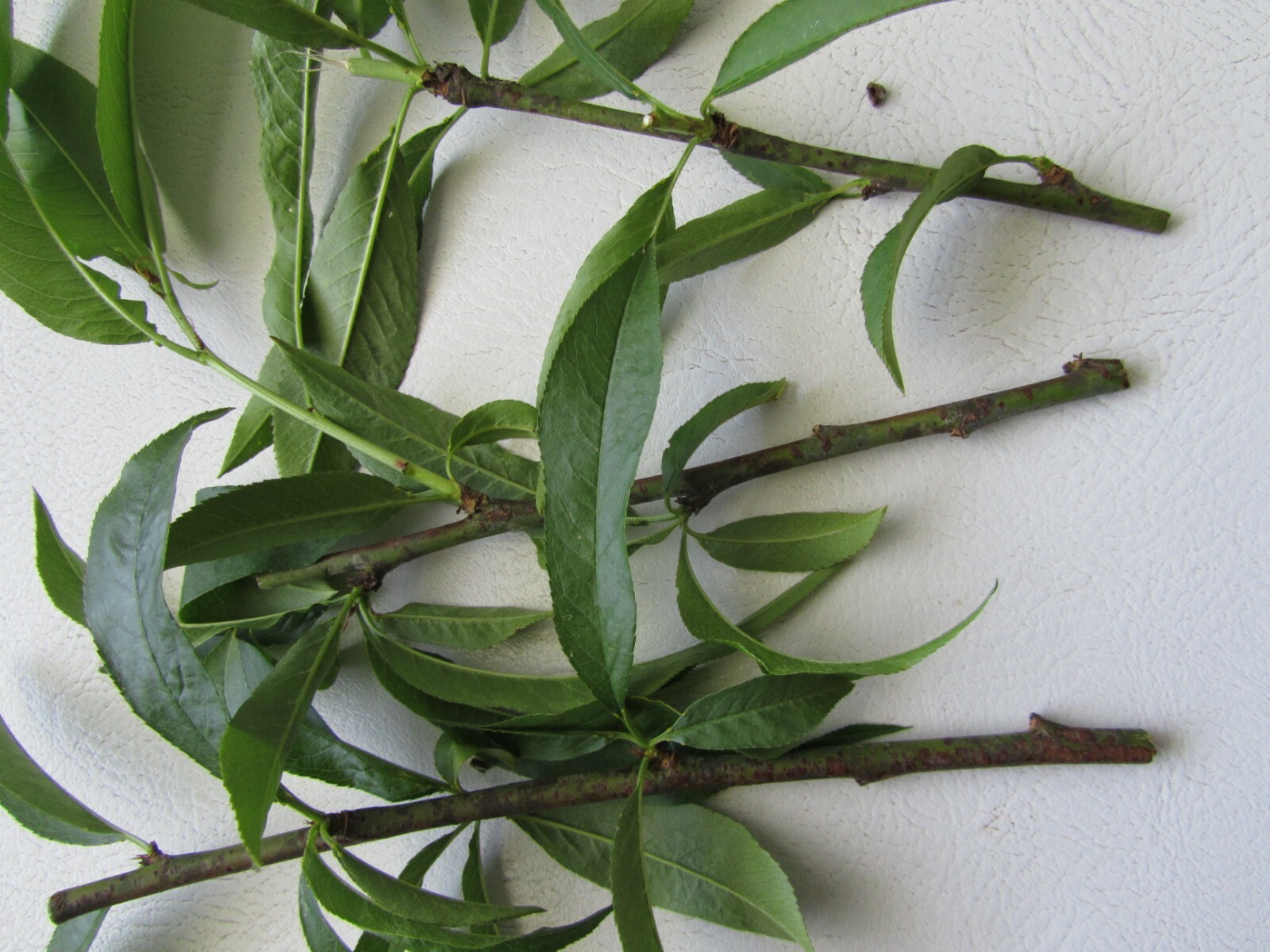 1 Peach Tree Seedling 8 – 12” tall