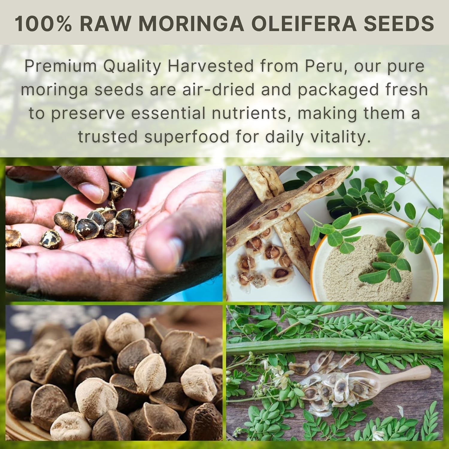 Moringa Seeds 3.5 oz – Raw Semilla de Moringa Oleifera Drumstick Tree Seeds 100g