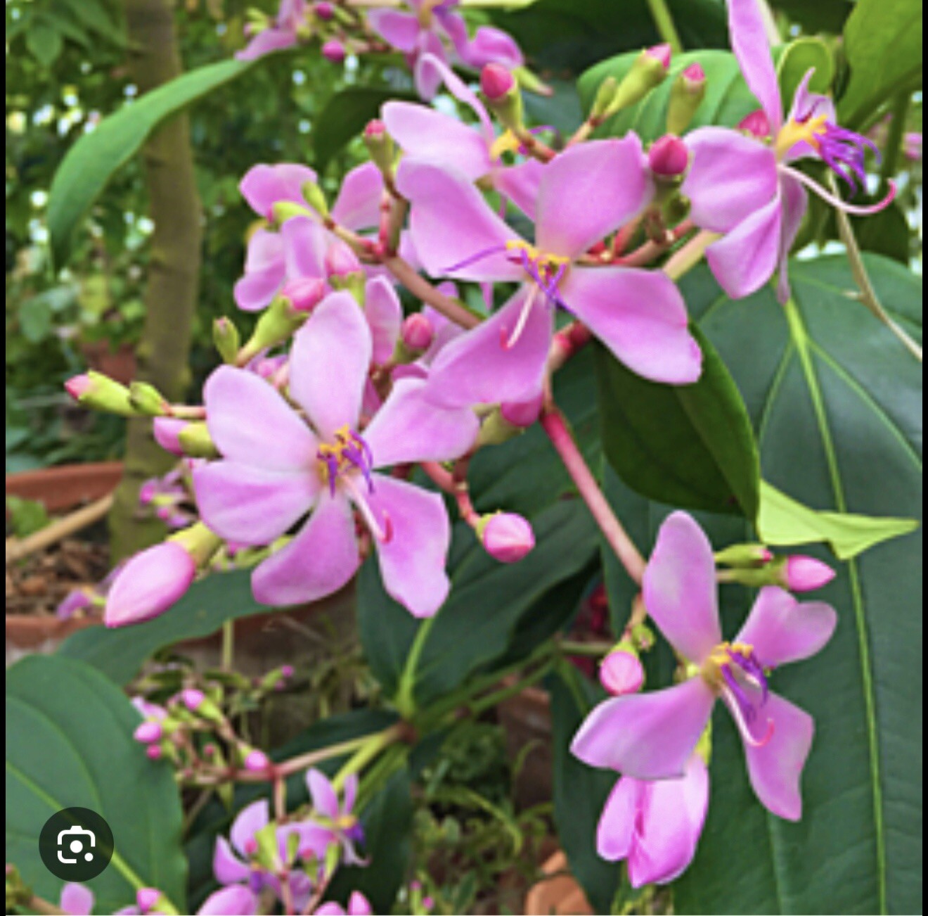 Medinilla Apoensis “Philippine Pink” Live Flowering Plant