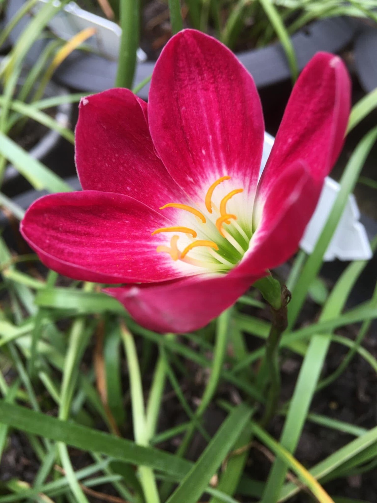 1 Z. Red Tulip Rain Lily Bulbs! Zephyranthes bulb