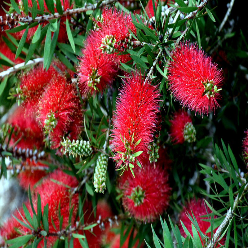 100 Crimson Bottlebrush Flower Tree Houseplant Garden Seeds Callistemon citrinus
