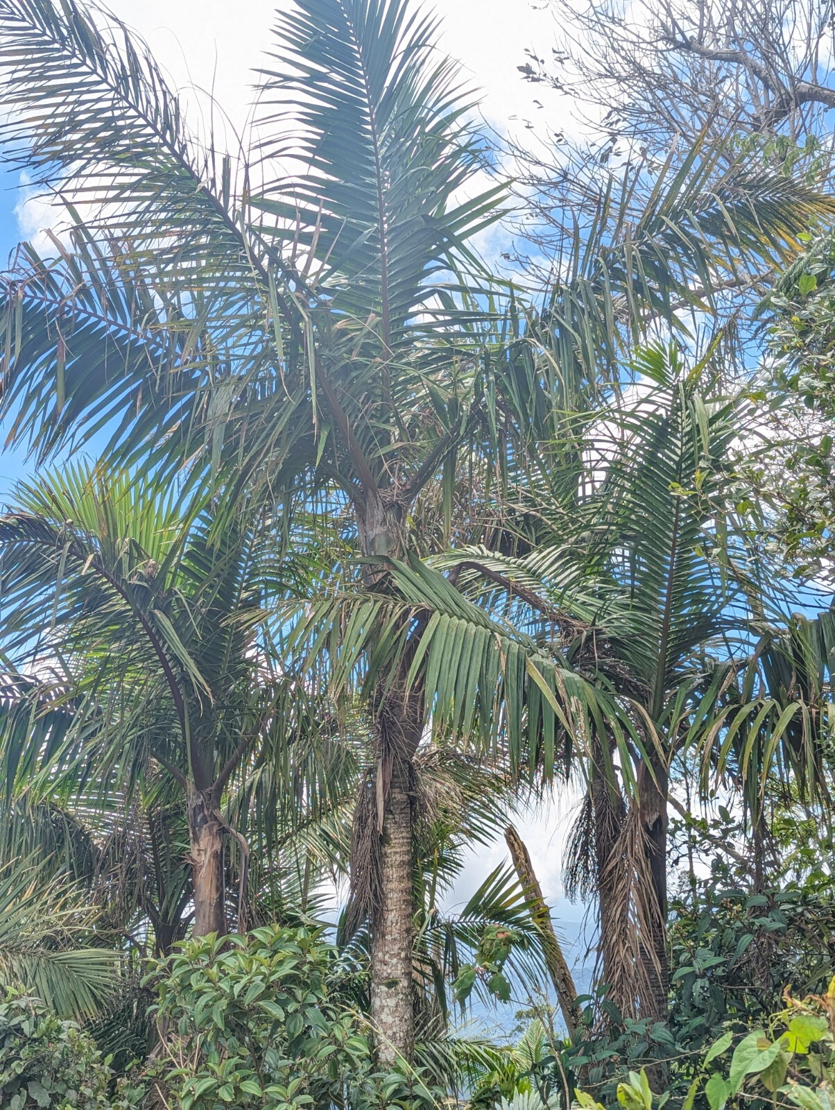 1 FT Tall : EX RARE : LIVE Prestoea Acuminata Sierra Palm Shade Rainforest Exoti