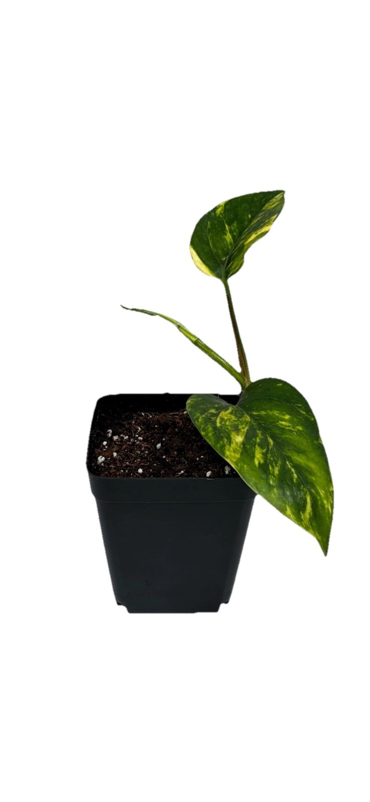 House Plant Starter Assortment – 3-5 Rooted Plants – 30-160 days old, 3″ to 12″