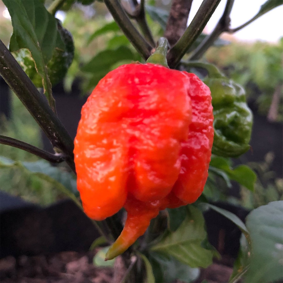 dragons breath pepper (15) Seeds VERY HOT!!!!!! 2.48 million Scoville