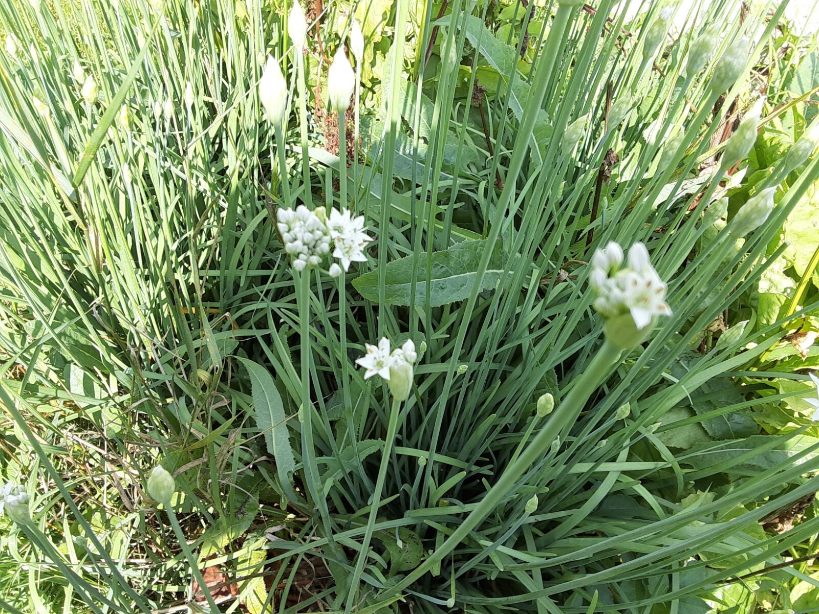 250+ Garlic Chive Seeds – MICHIGAN, USA GROWN! Organic, Heirloom, and non-GMO!