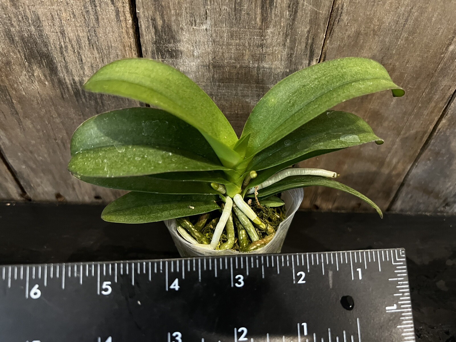 Vdnps. Pulcherrimin, Blooming Size, FREE Shipping